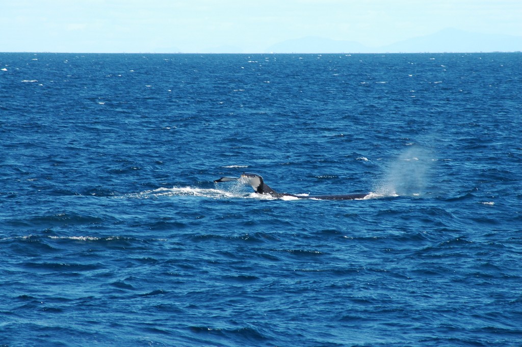 Humpback Whale